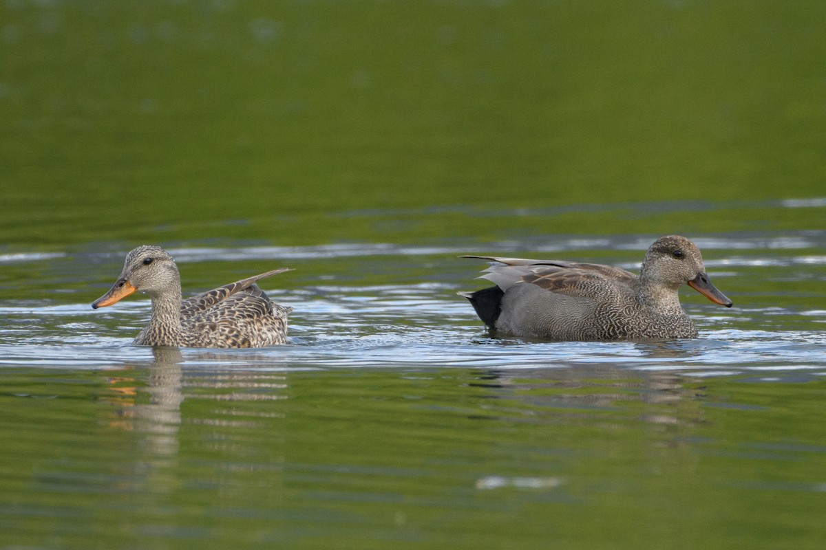 Gadwall - Jeremiah Fisher