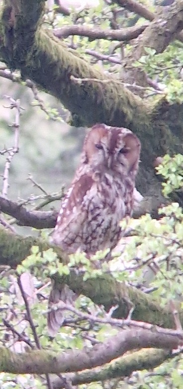 Tawny Owl - Paul Cole