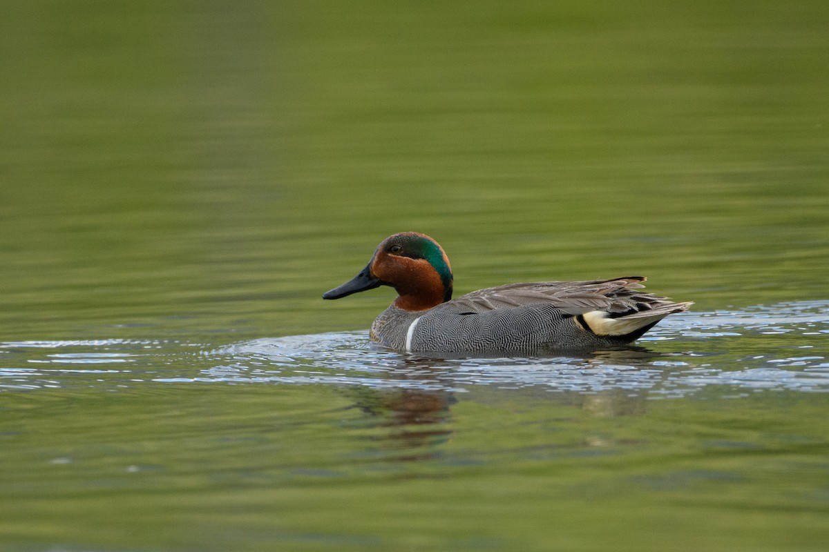 Green-winged Teal - Jeremiah Fisher