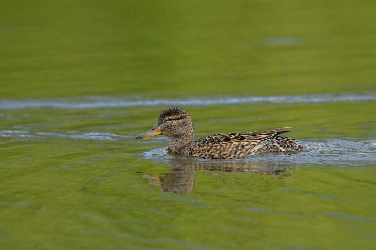 Green-winged Teal - Jeremiah Fisher