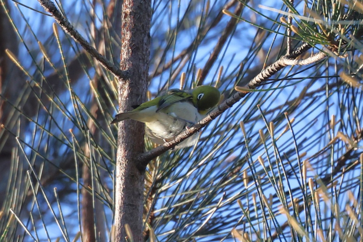 Silvereye - ML619609684