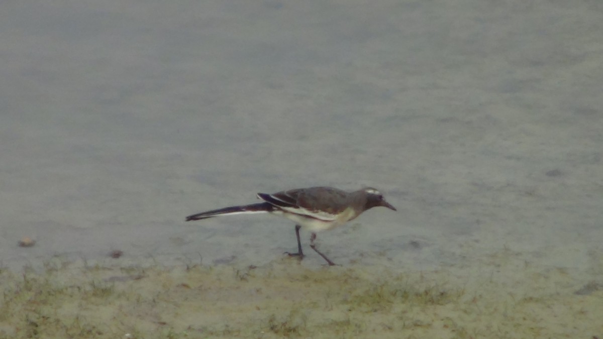 White-browed Wagtail - Sudha Parimala