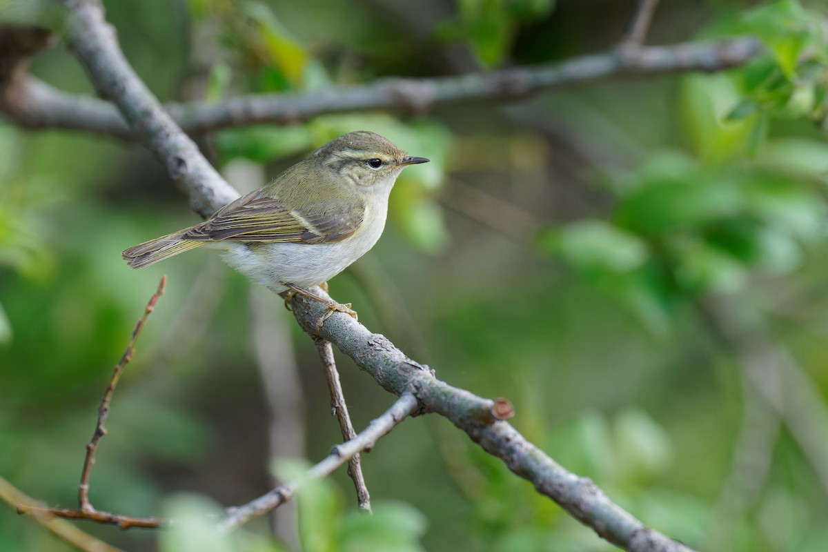 Yellow-browed Warbler - Vincent Wang