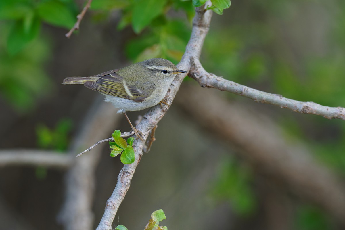 Yellow-browed Warbler - Vincent Wang