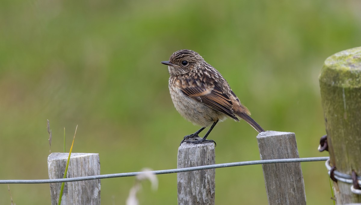 European Stonechat - Brian Small