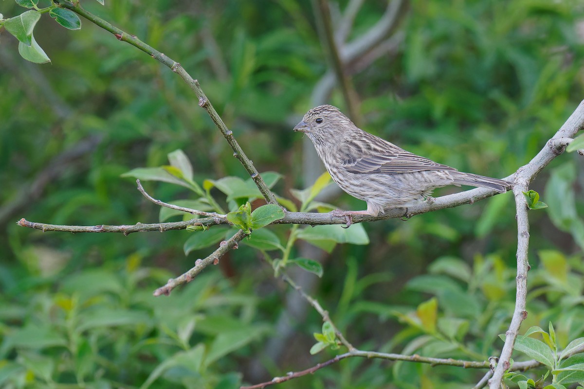 Chinese Beautiful Rosefinch - Vincent Wang