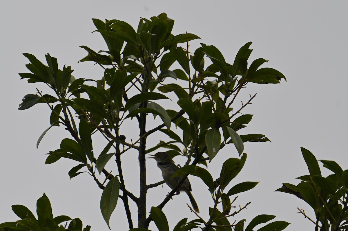 Common Tailorbird - Vikas Pawar