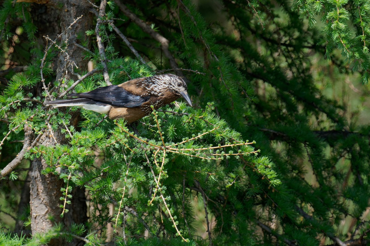 Eurasian Nutcracker (Southern) - Vincent Wang