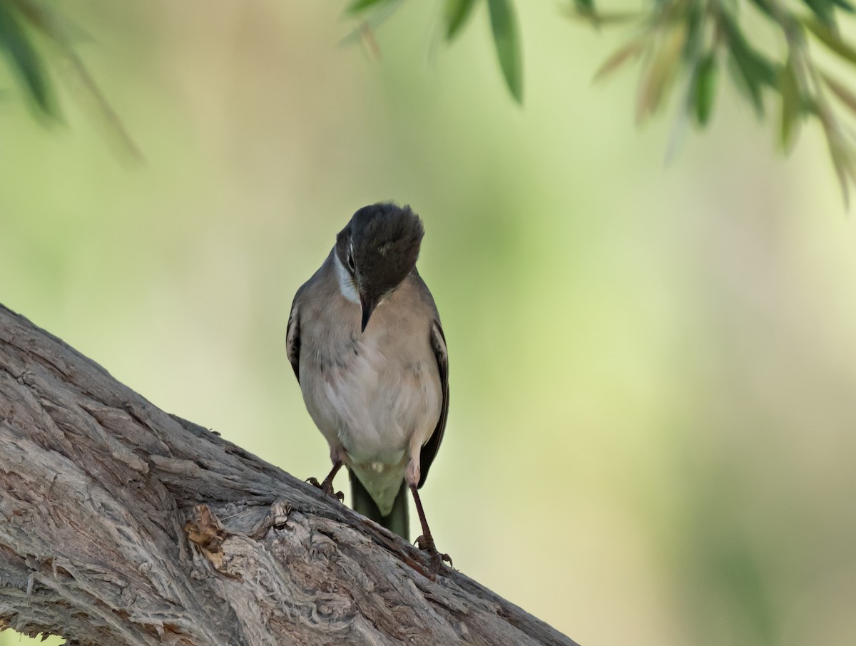 Greater Whitethroat - chandana roy