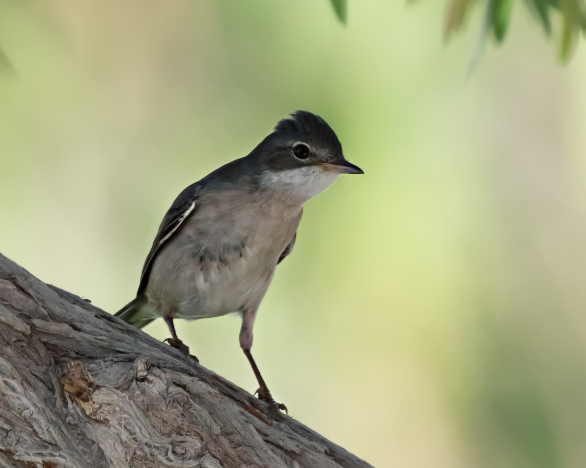 Greater Whitethroat - chandana roy