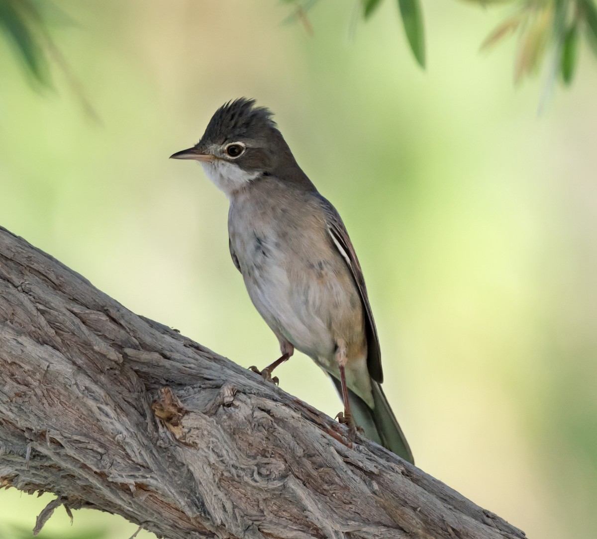 Greater Whitethroat - chandana roy