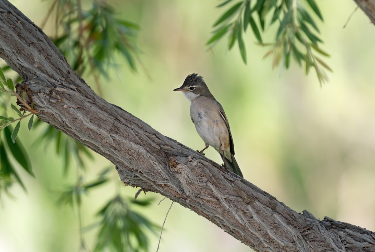 Greater Whitethroat - chandana roy