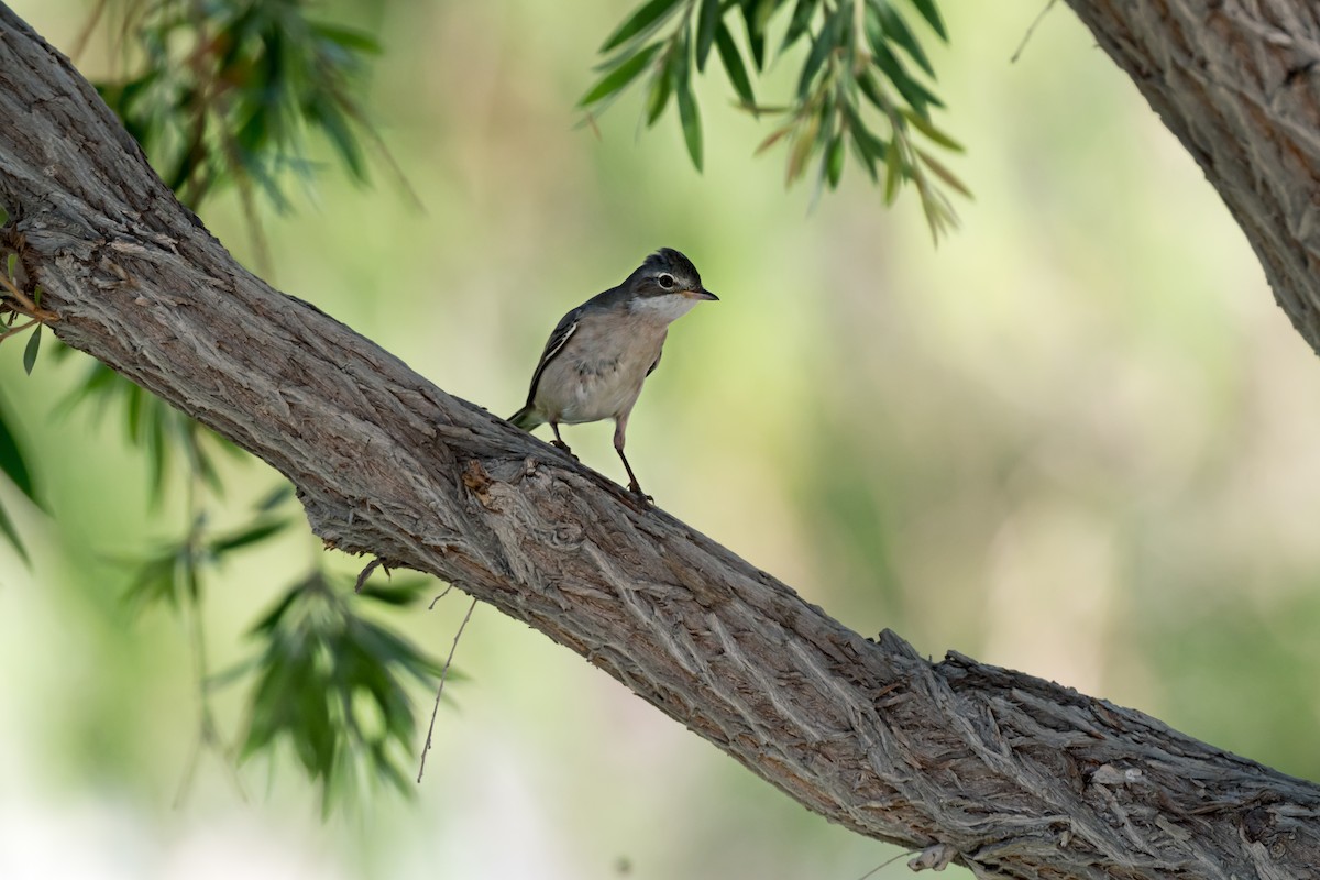 Greater Whitethroat - chandana roy