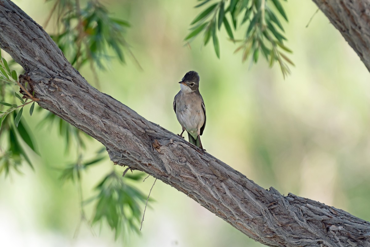 Greater Whitethroat - chandana roy