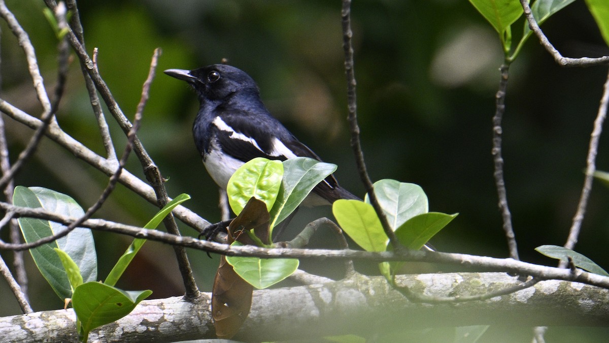 Oriental Magpie-Robin - ML619609711