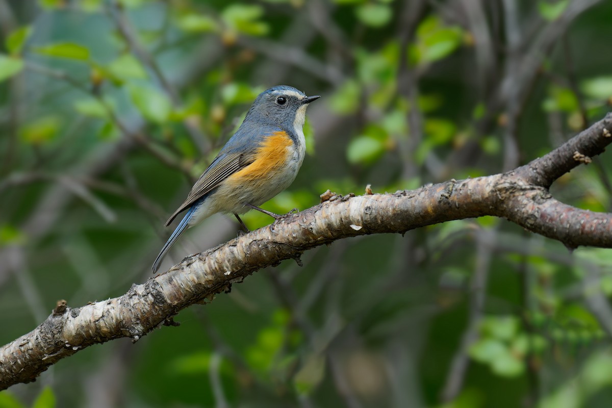 Red-flanked Bluetail (Qilian) - Vincent Wang
