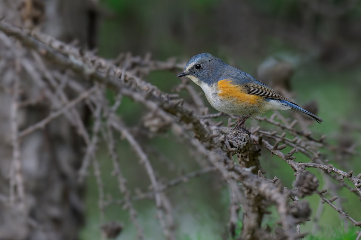 Red-flanked Bluetail (Qilian) - ML619609713