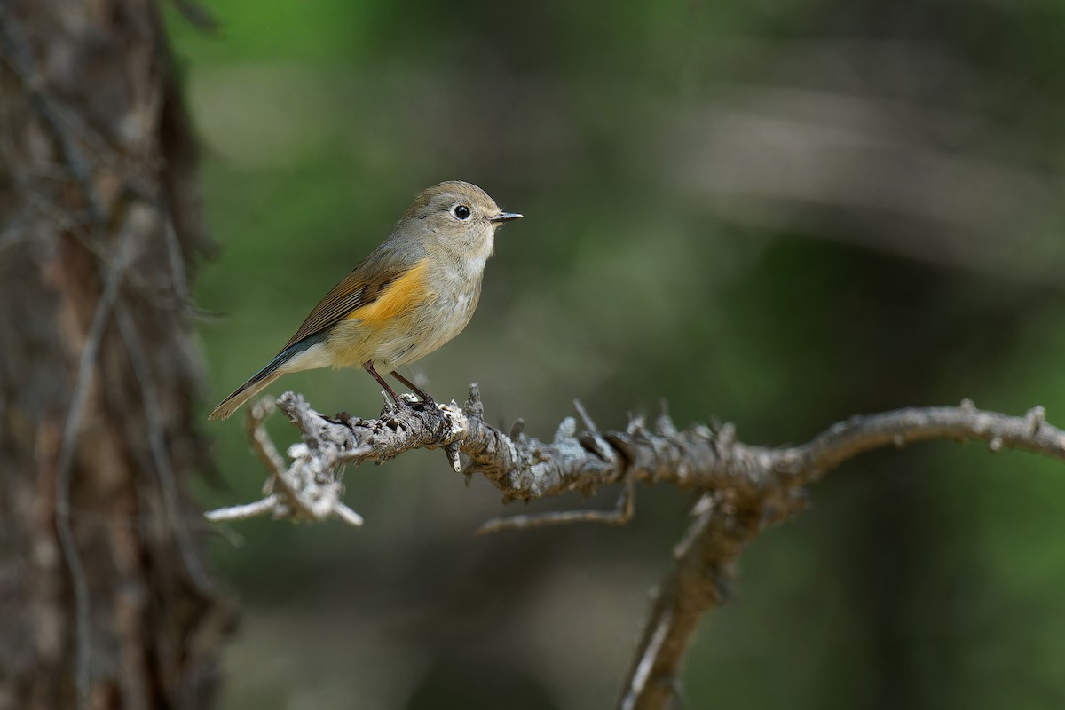 Red-flanked Bluetail (Qilian) - Vincent Wang