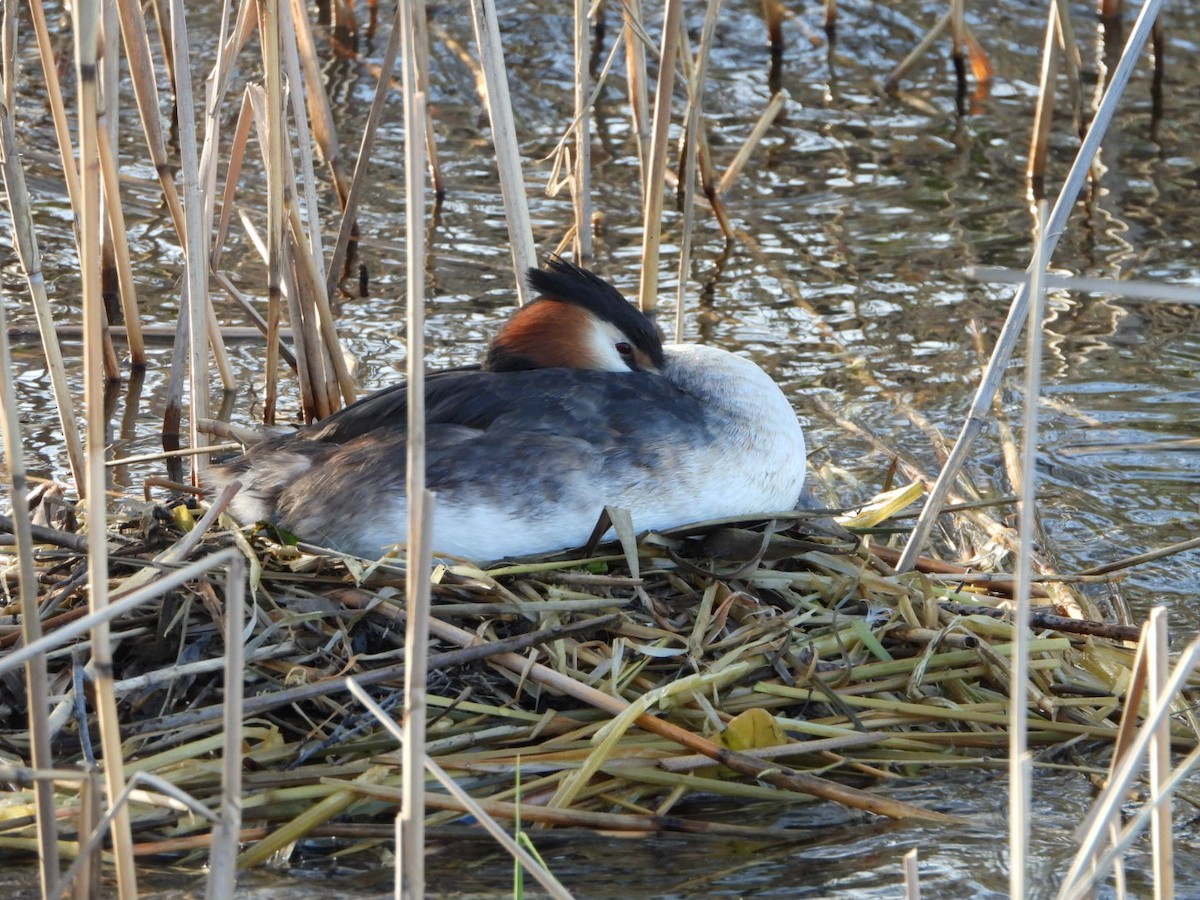 Great Crested Grebe - Agus Munoraharjo