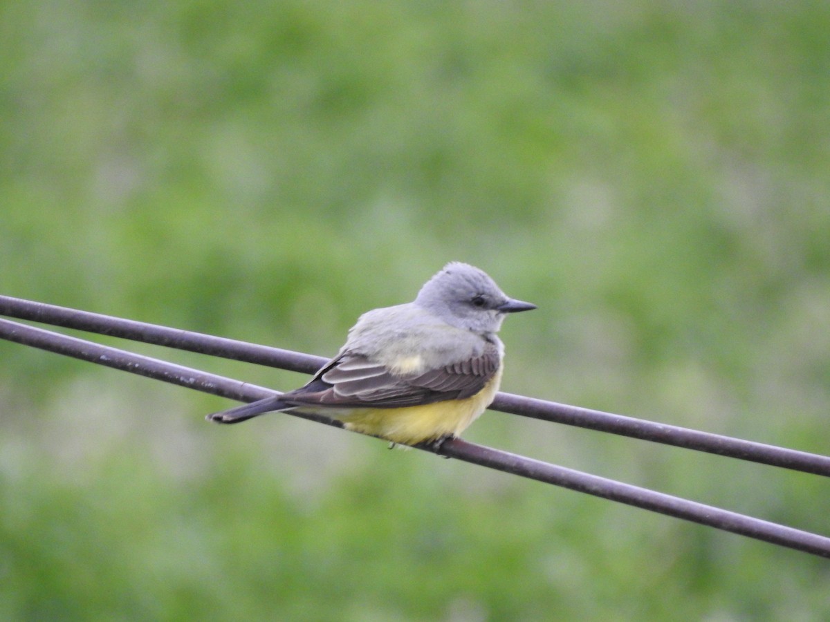 Western Kingbird - ML619609721