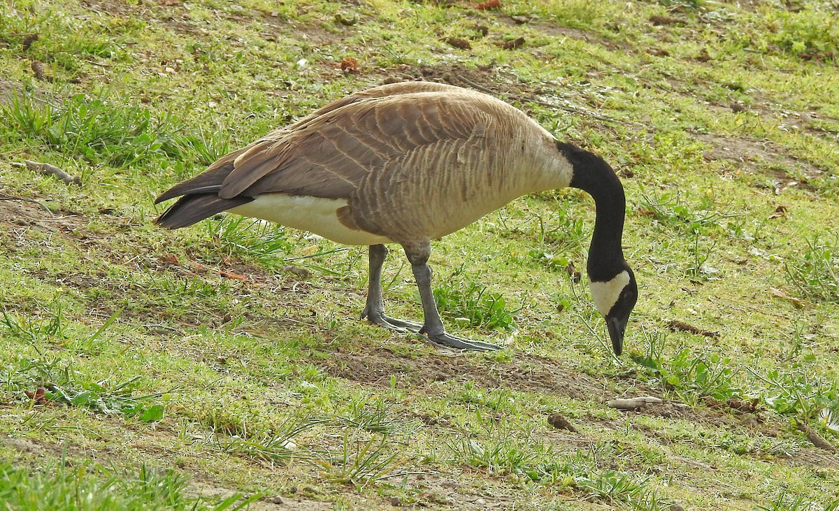 Canada Goose - Gerrie Karczynski