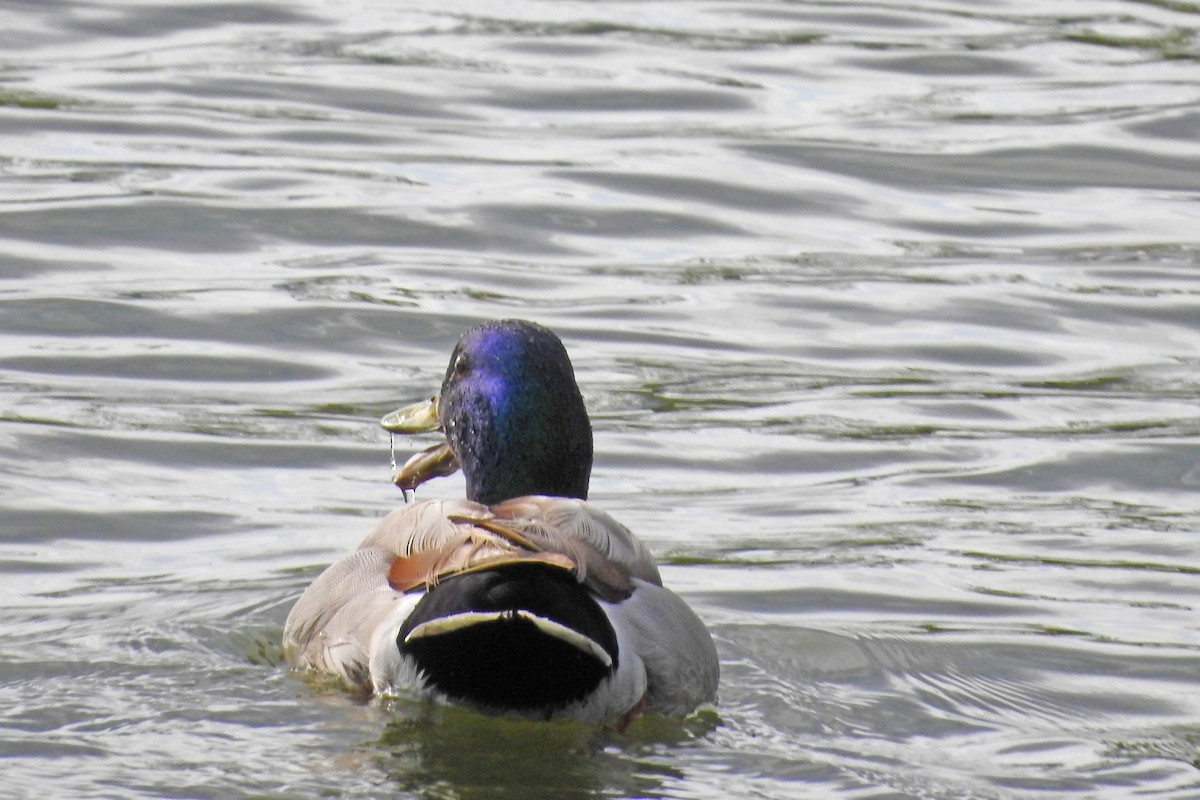 Mallard - Gerrie Karczynski