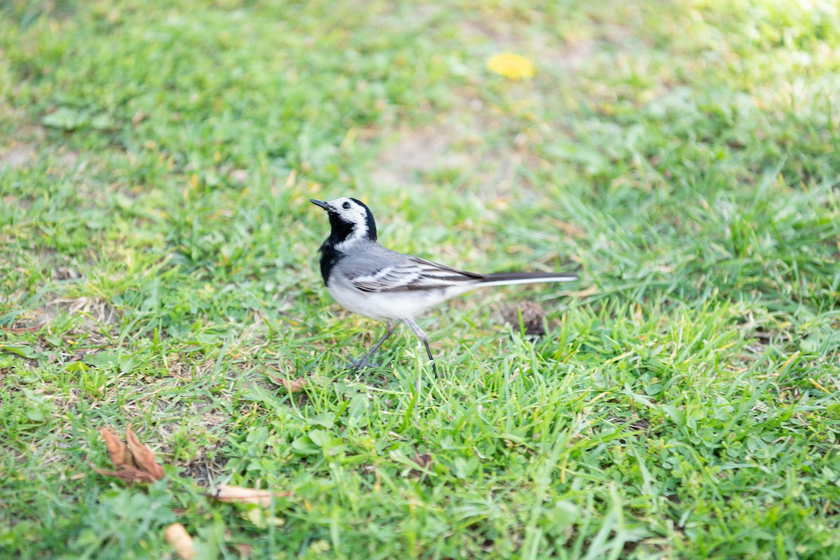 White Wagtail - Luis Guillermo