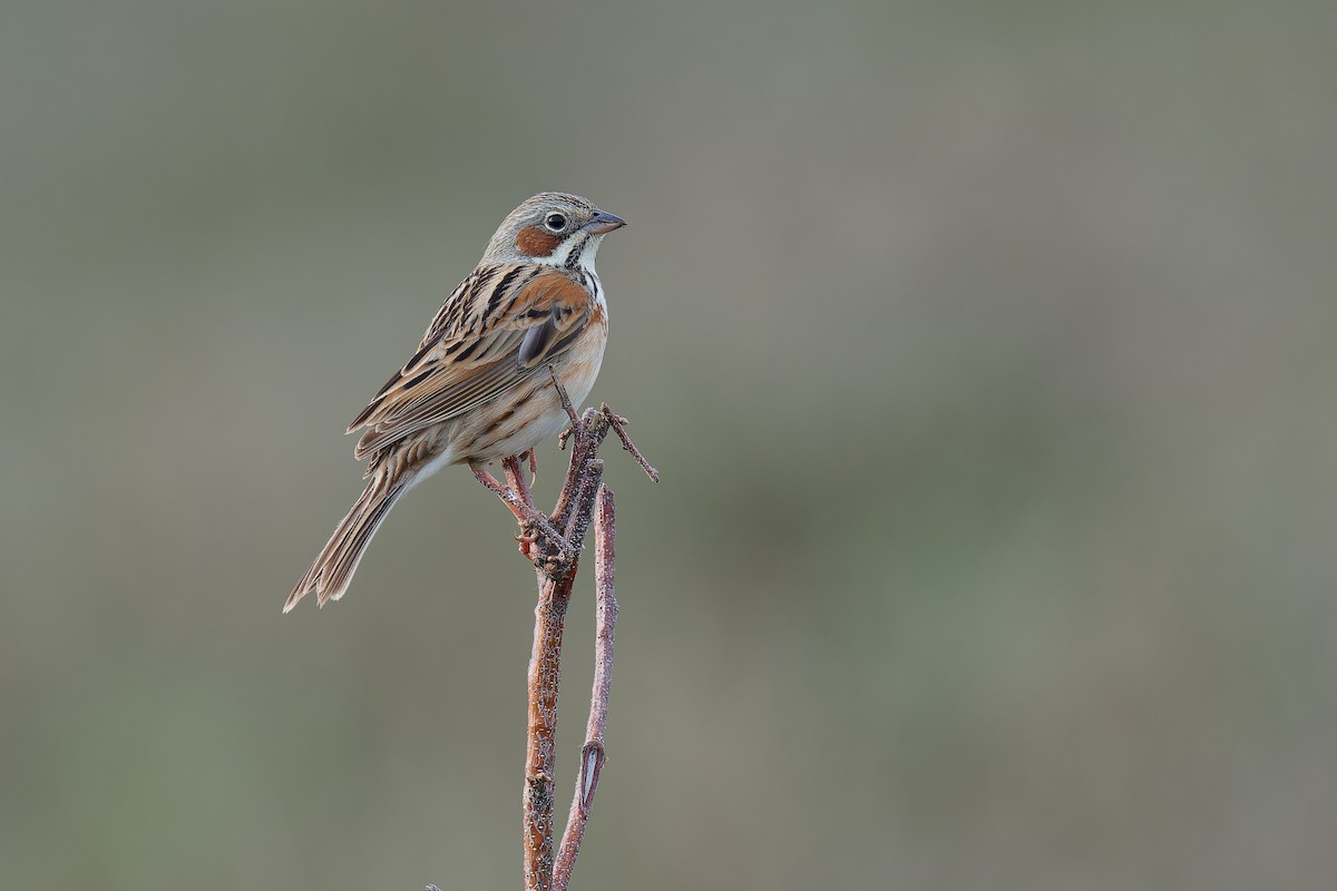 Chestnut-eared Bunting - ML619609727