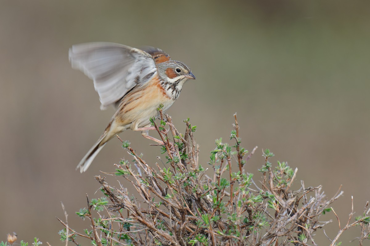 Chestnut-eared Bunting - ML619609729