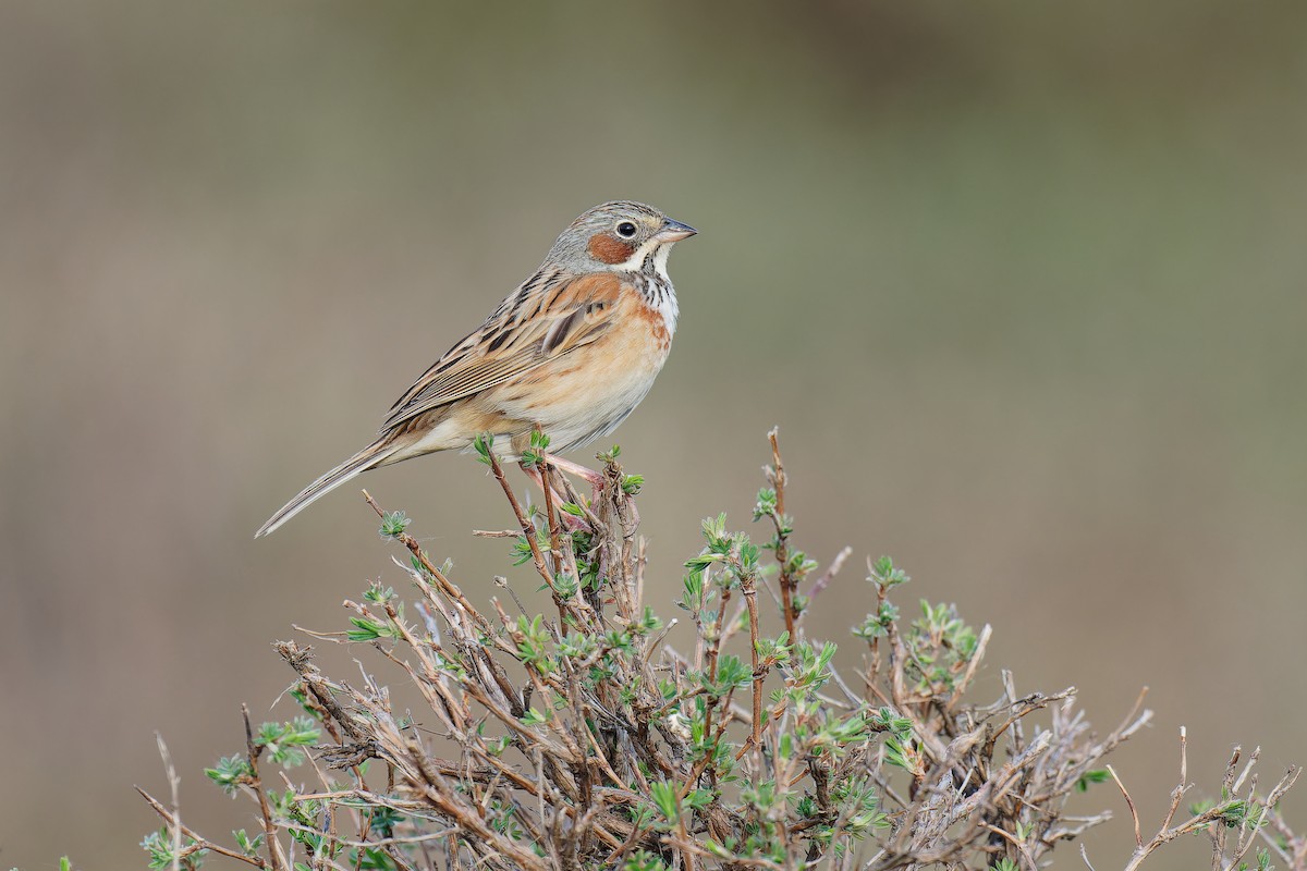 Chestnut-eared Bunting - Vincent Wang