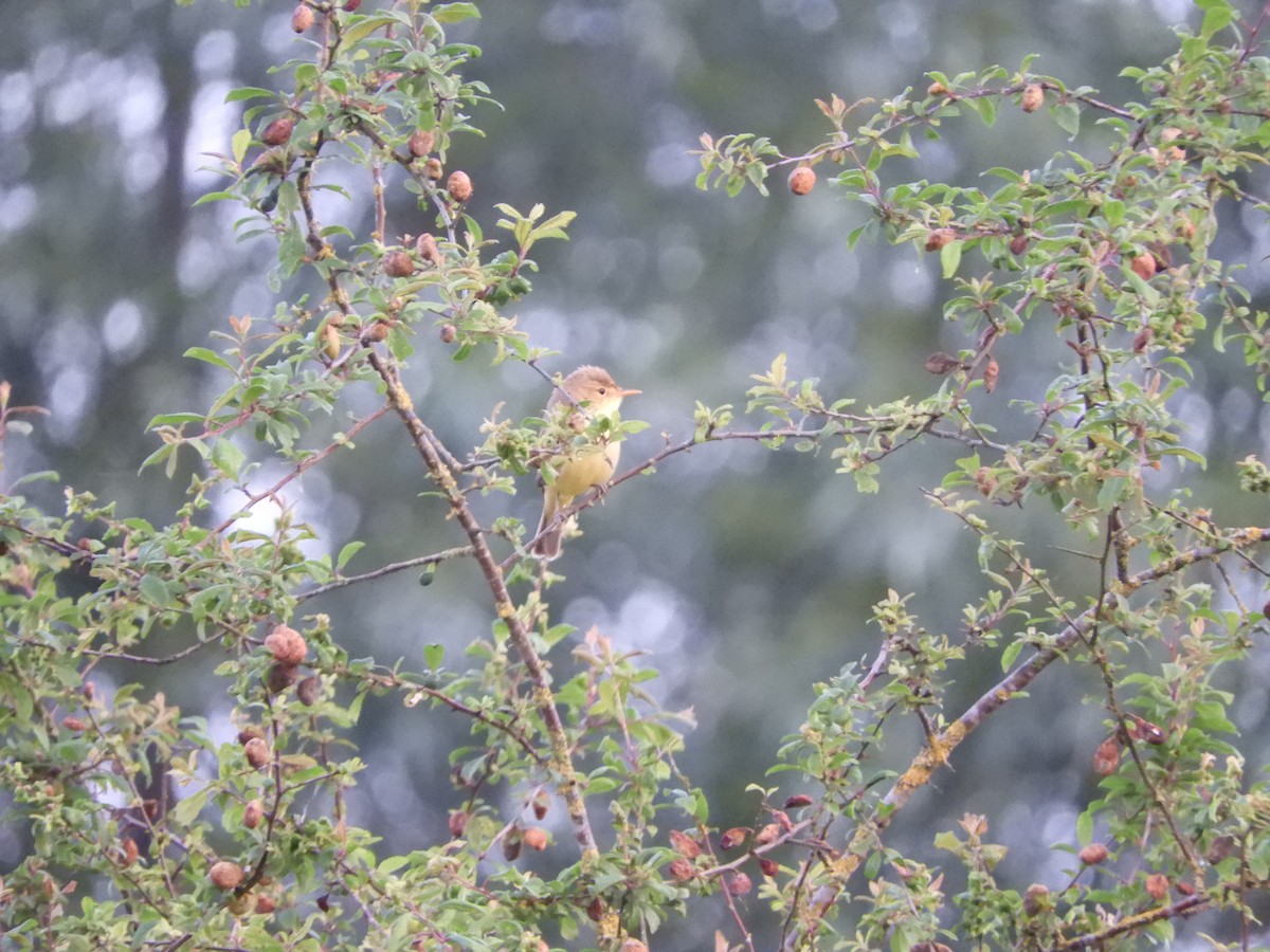 Melodious Warbler - Pieter De Backer