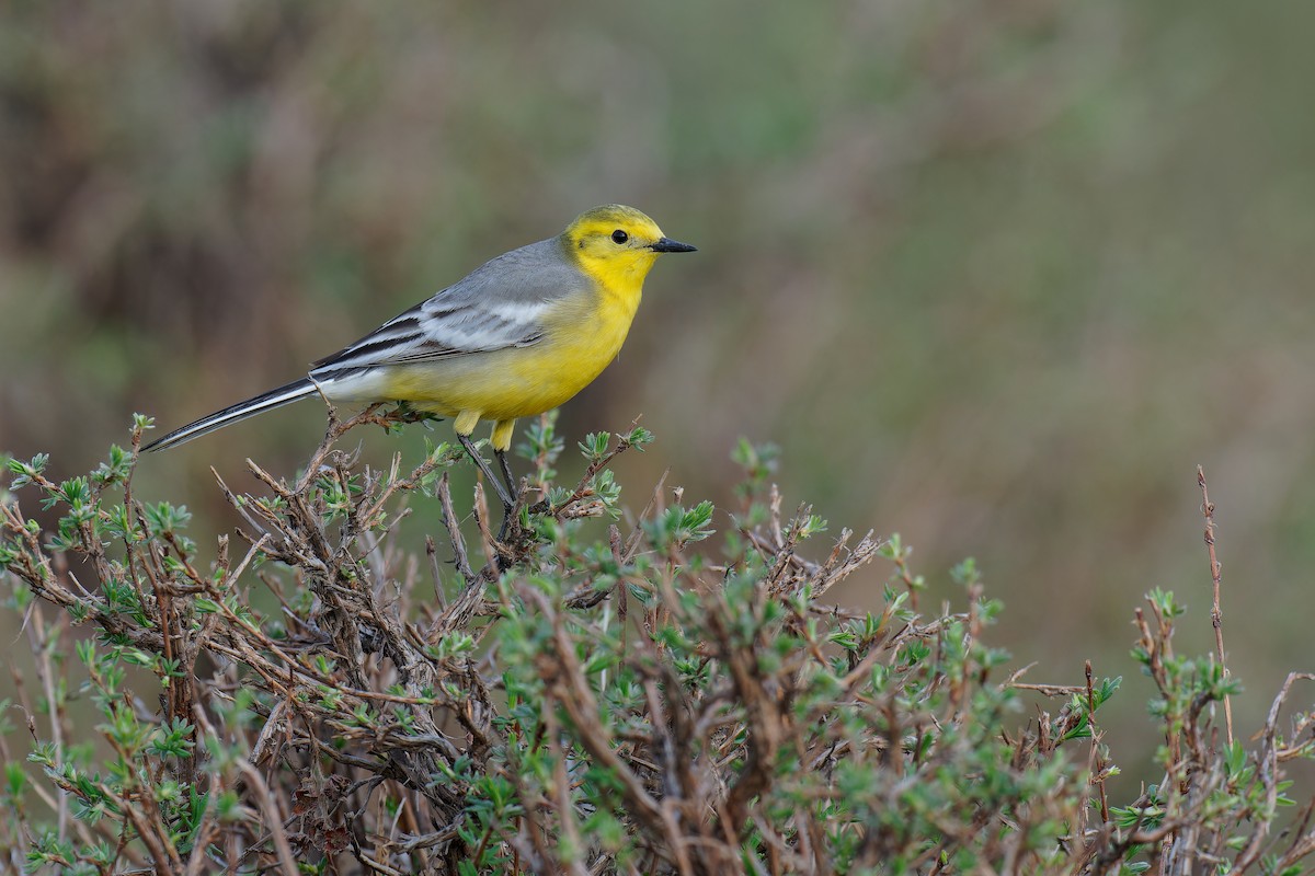 Citrine Wagtail (Gray-backed) - ML619609738