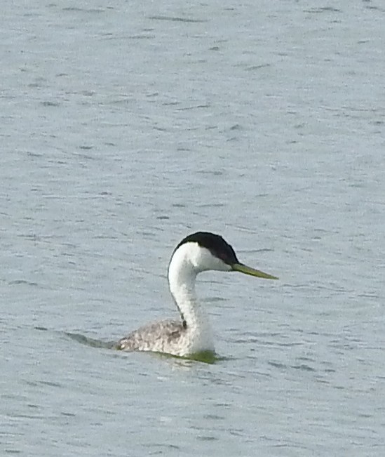 Western Grebe - Gerrie Karczynski