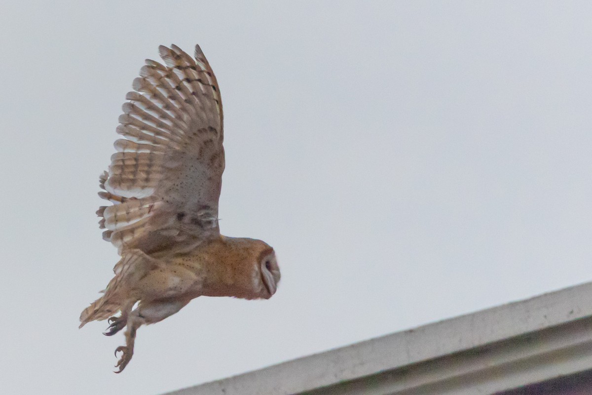 Barn Owl - Ömer Faruk Durdu