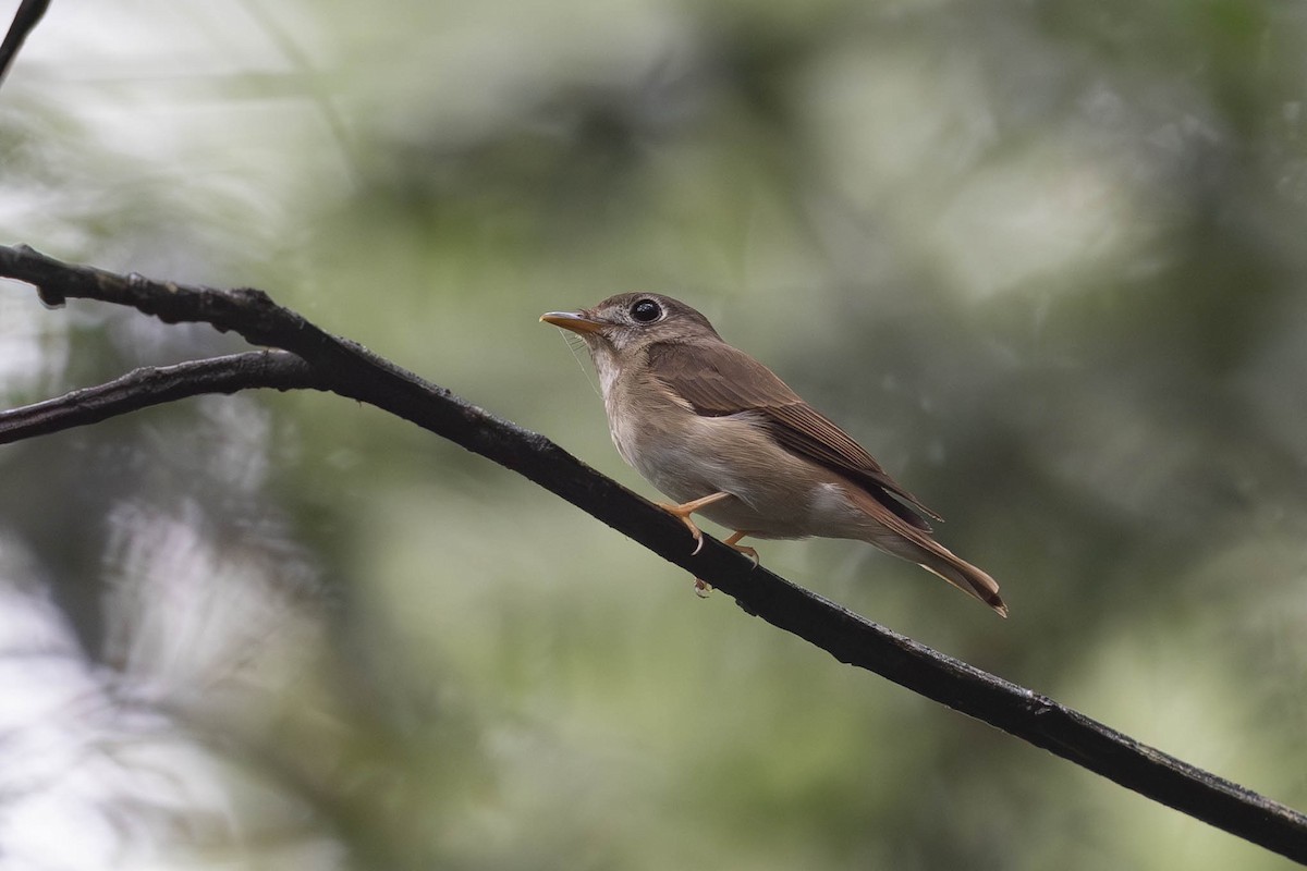 Brown-breasted Flycatcher - ML619609744