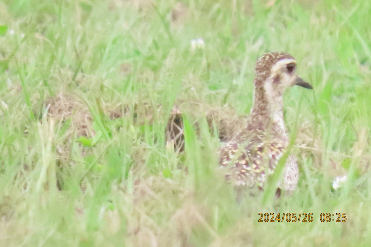 Pacific Golden-Plover - sachi yamami