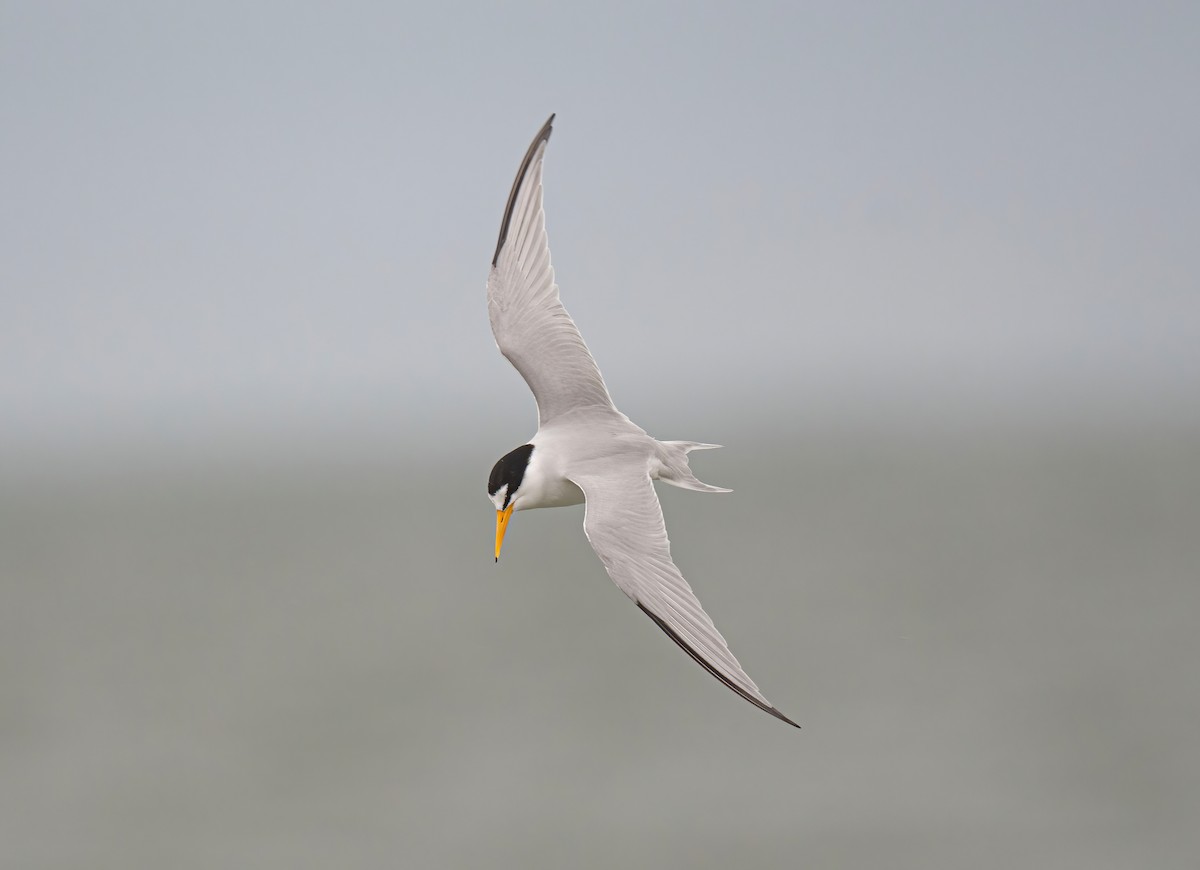 Least Tern - Ronnie d'Entremont