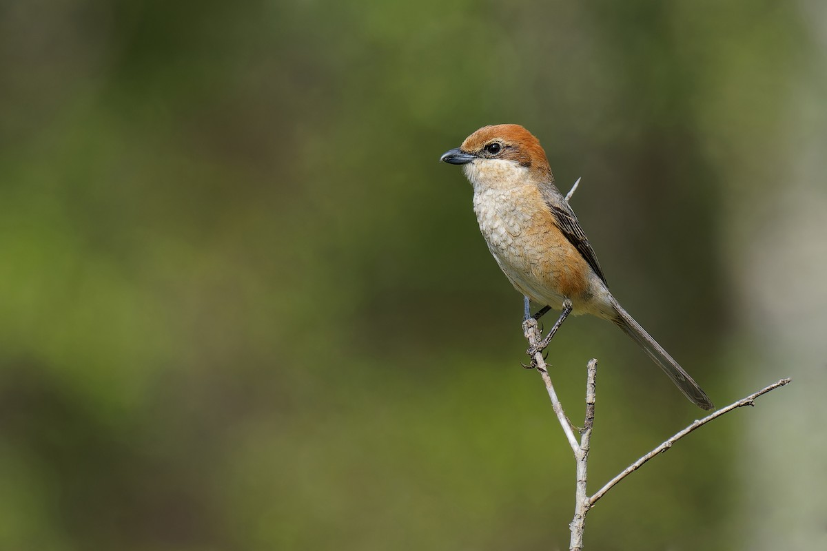 Bull-headed Shrike - ML619609753