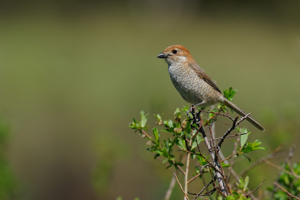 Bull-headed Shrike - ML619609754