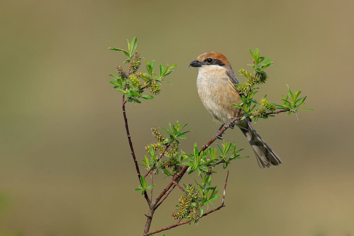 Bull-headed Shrike - Vincent Wang