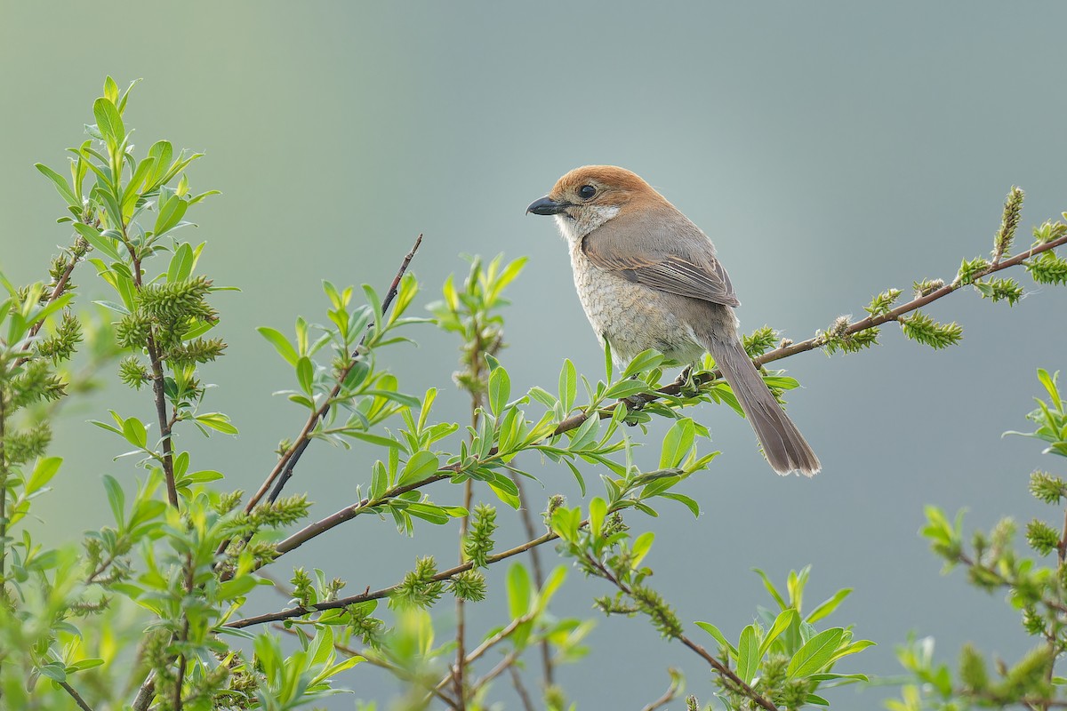 Bull-headed Shrike - ML619609757