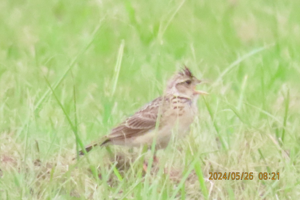 Oriental Skylark - sachi yamami