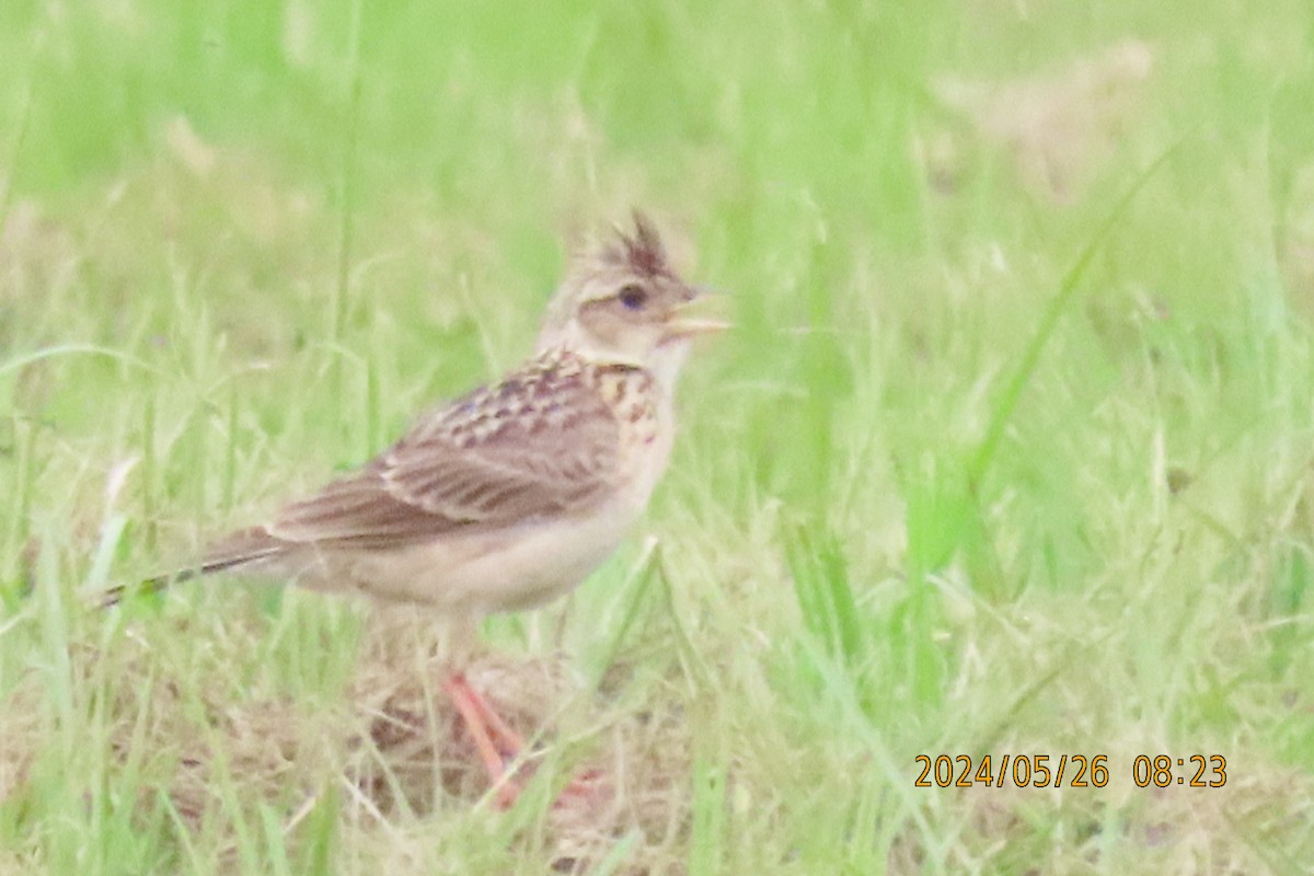 Oriental Skylark - sachi yamami