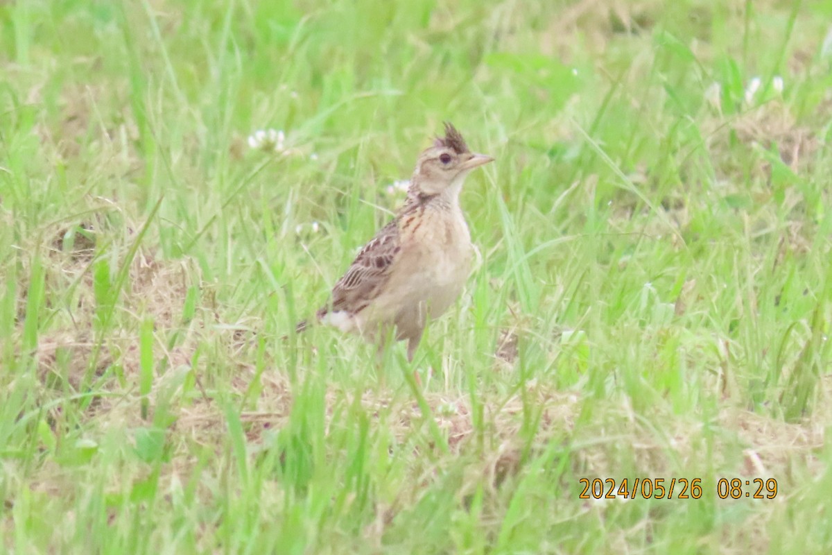 Oriental Skylark - ML619609767