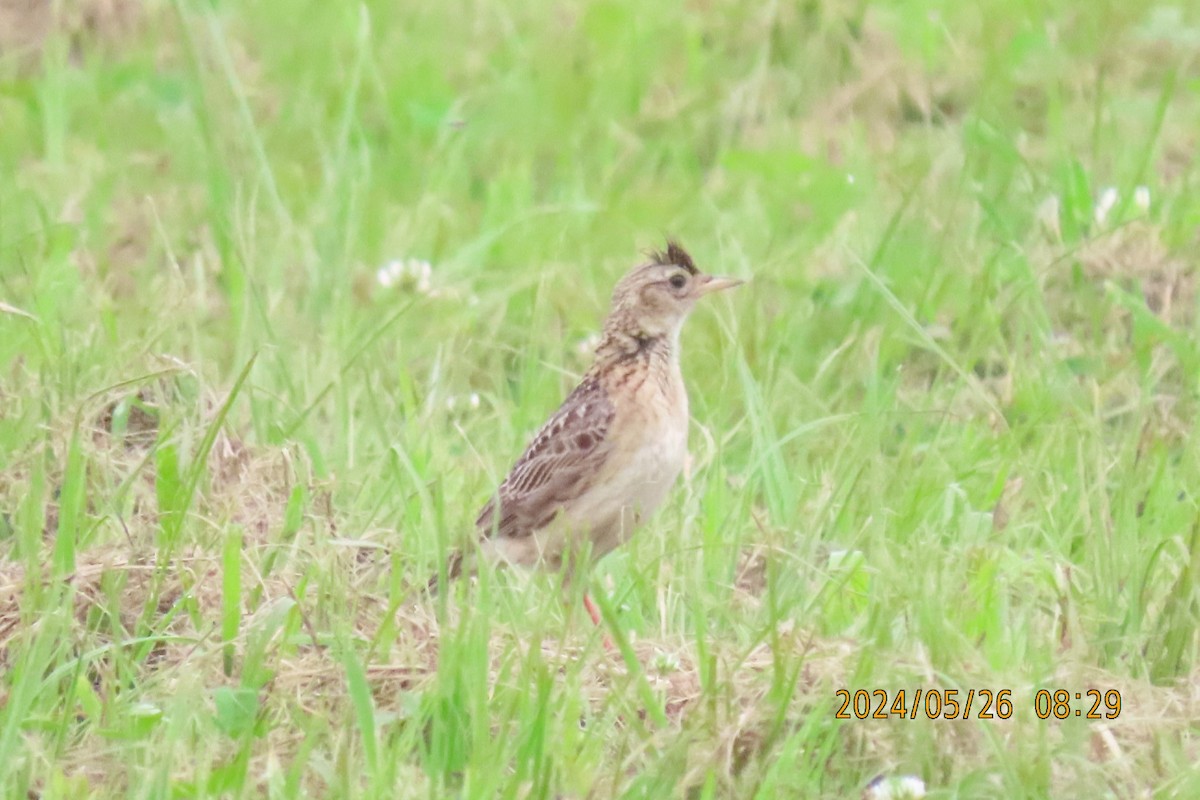 Oriental Skylark - ML619609768