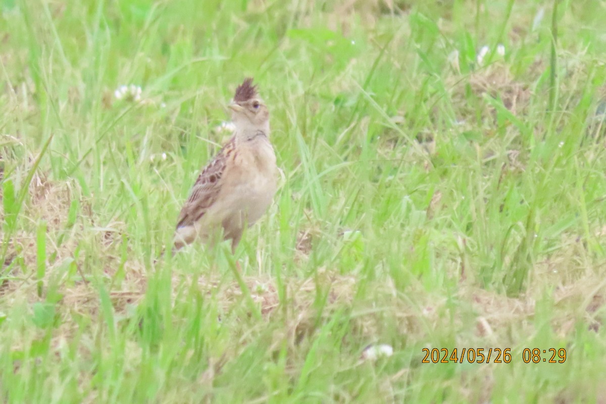 Oriental Skylark - ML619609769