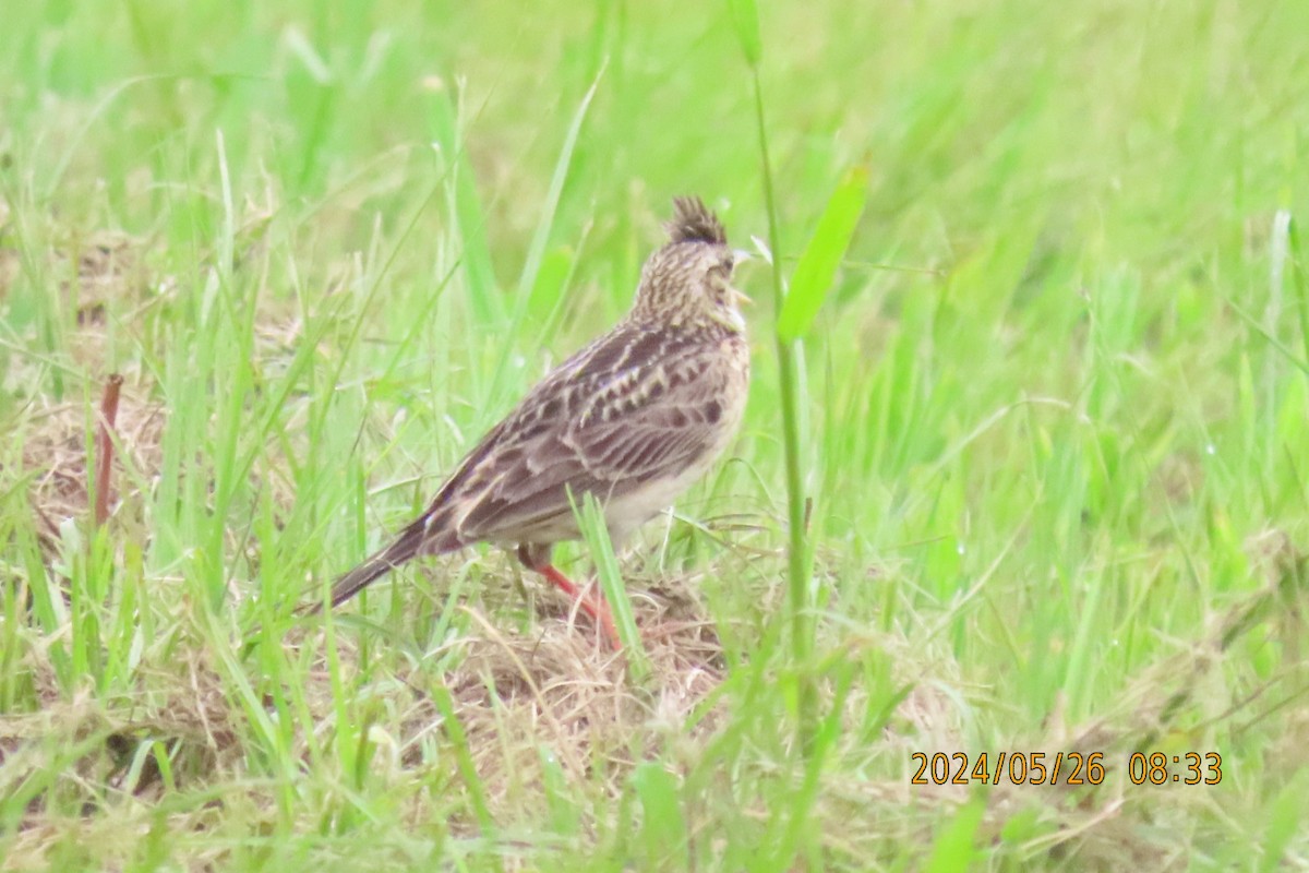 Oriental Skylark - ML619609773