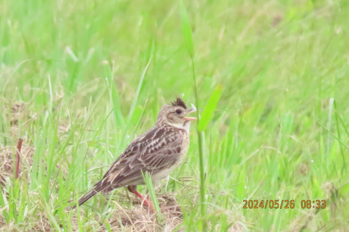 Oriental Skylark - ML619609776