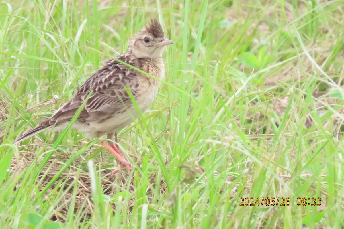 Oriental Skylark - ML619609777