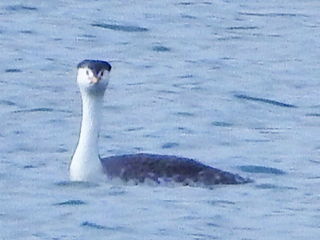 Clark's Grebe - Gerrie Karczynski